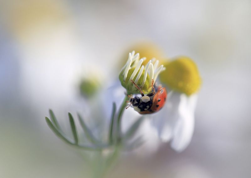 Лето,поле,цветы,божья коровка,ромашка Вечером в поле.photo preview