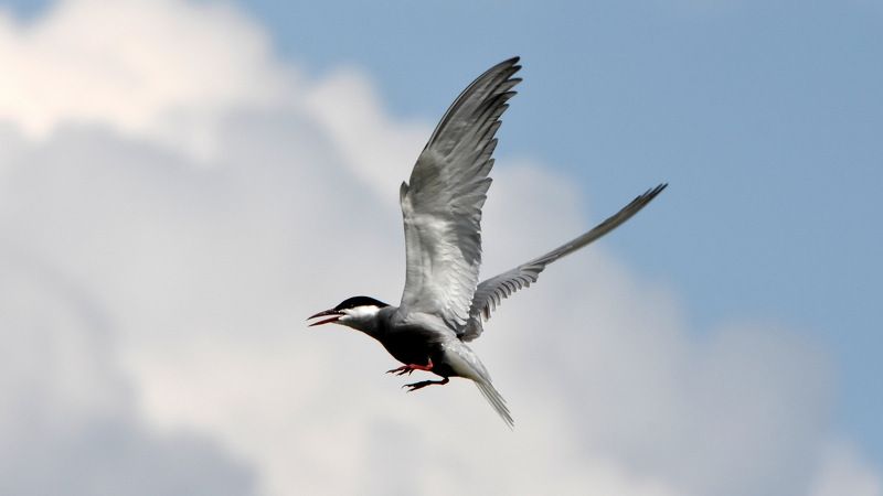 листопад Полетphoto preview