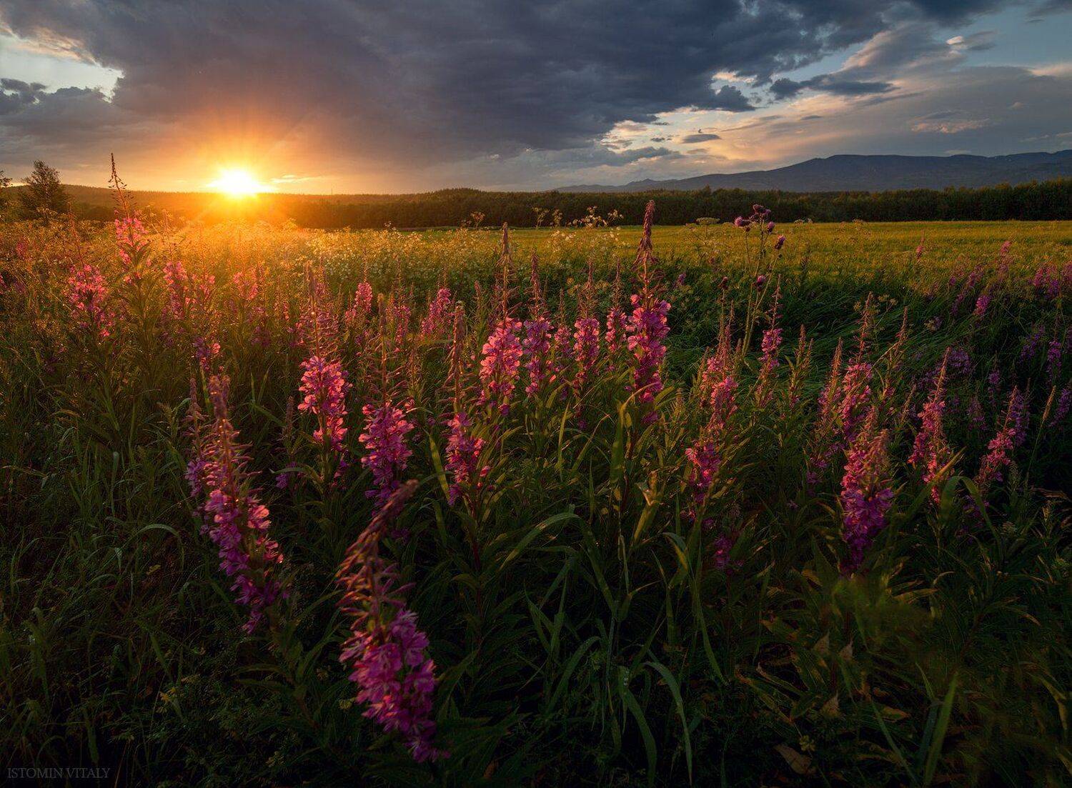 Иван-чай. Автор: Виталий Истомин пейзаж,россия,хибины,закат,небо,цветы,лето,небо,горы,кольский север, Виталий Истомин