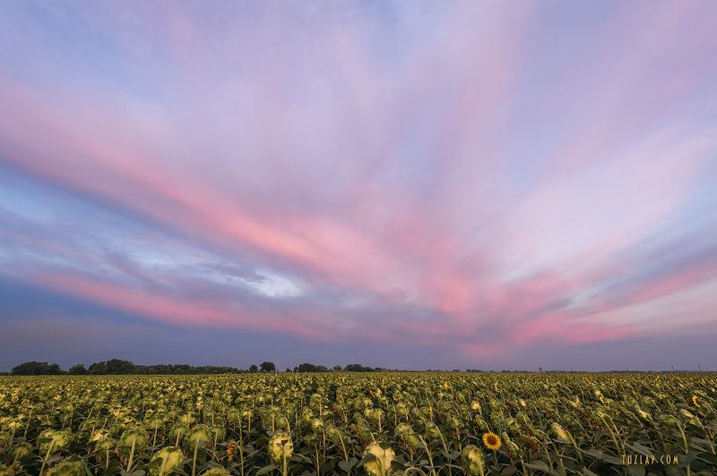 подсолнухи, земля таманская, вечернее небо Все дружно смотрим на небо! фото превью