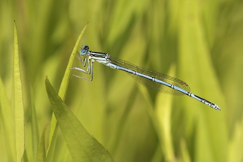 стрекоза dragonfly damselfly Zygopteraphoto preview