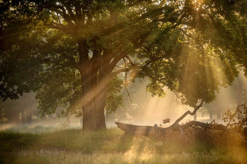 природа утро лето лес туман Утроphoto preview