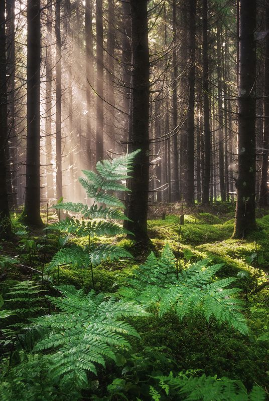 After night rainphoto preview