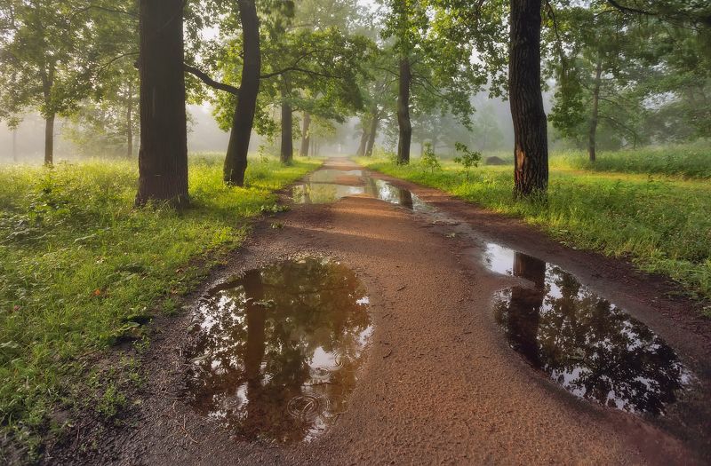 пейзаж, туман, утро, питер, пушкин, царскоесело, landscape, tsarskoyeselo Про наше лето:)photo preview