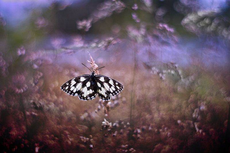 Melanargia galatheaphoto preview
