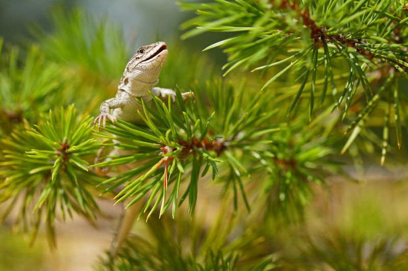 разноцветная, ящурка, eremias, arguta, сосна, pinus, sylvestris, самарский лес Ящурка и бонсайphoto preview
