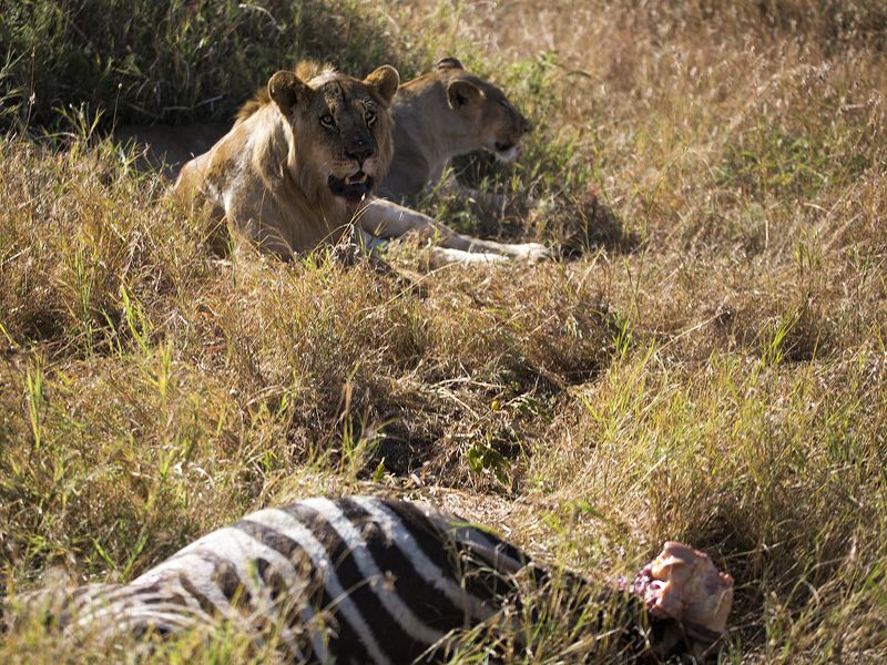 Послеобеденный отдыхphoto preview