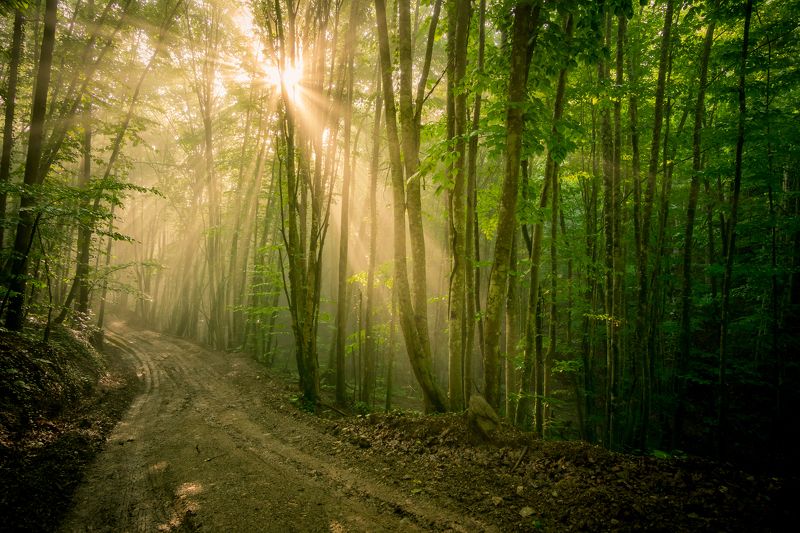 sony a6000  mystical forestphoto preview