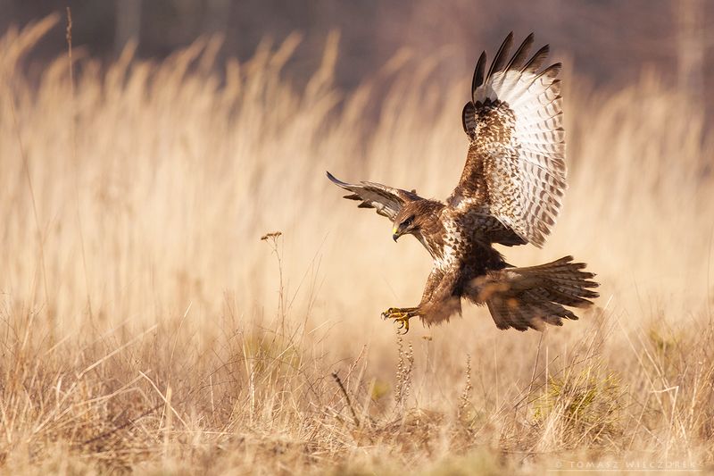 buzzard, wildlife, poland, hide, attack, bird, fields, motion, buteo Attackphoto preview