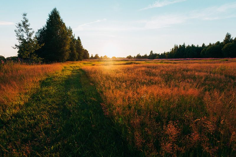 луг, природа, поле, трава, пейзаж, закат, деревья, солнце, вечер, небо, лето, Луг на закатеphoto preview