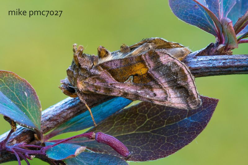 Металловидка йота Autographa jotaphoto preview