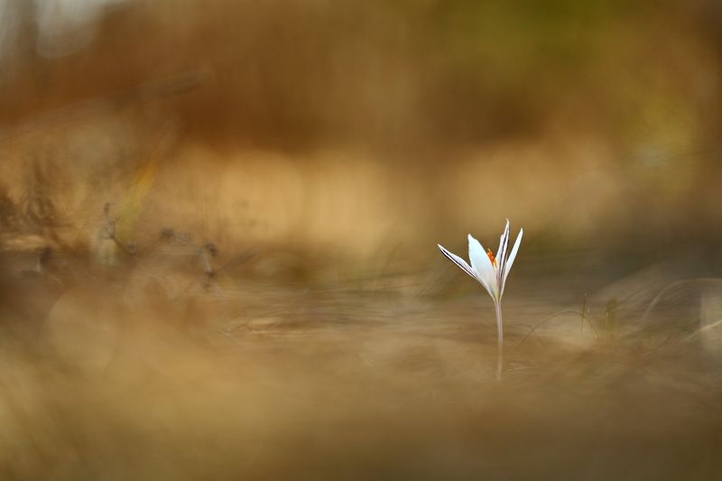 шафран, сетчатый, крокус, полосатый, crocus, reticulatus, самарский лес В траве прошлогоднейphoto preview