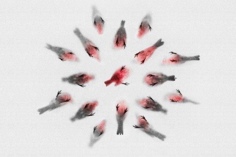 The Impactphoto preview