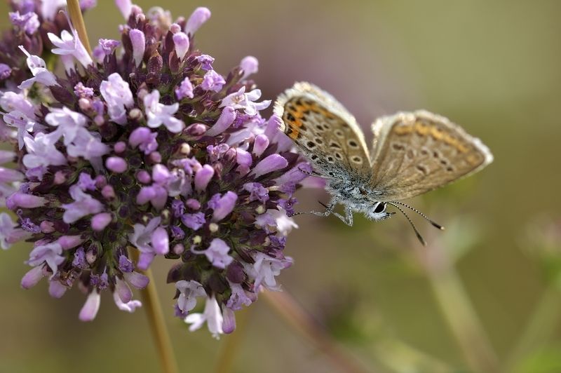 бабочка butterfly бабочкаphoto preview