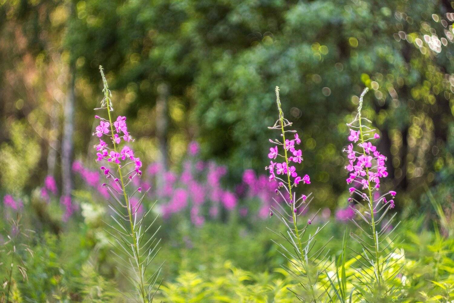 иван-чай, кипрей,, Руслан Востриков