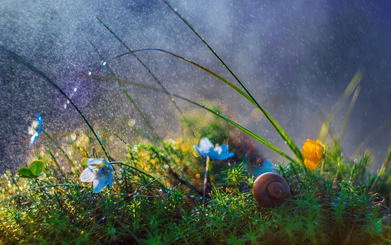 ямал, макро ,природа, салехард \