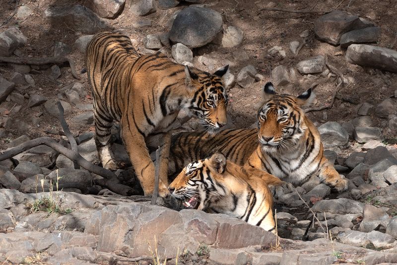 Семейкаphoto preview