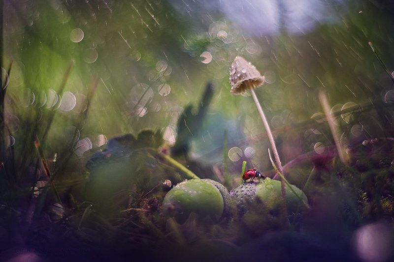 Ladybirdphoto preview