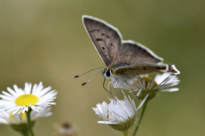 бабочка butterfly бабочкаphoto preview