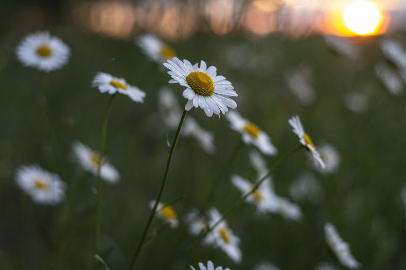 природа, цветы, ромашки, лето, закат, вечер На закатеphoto preview