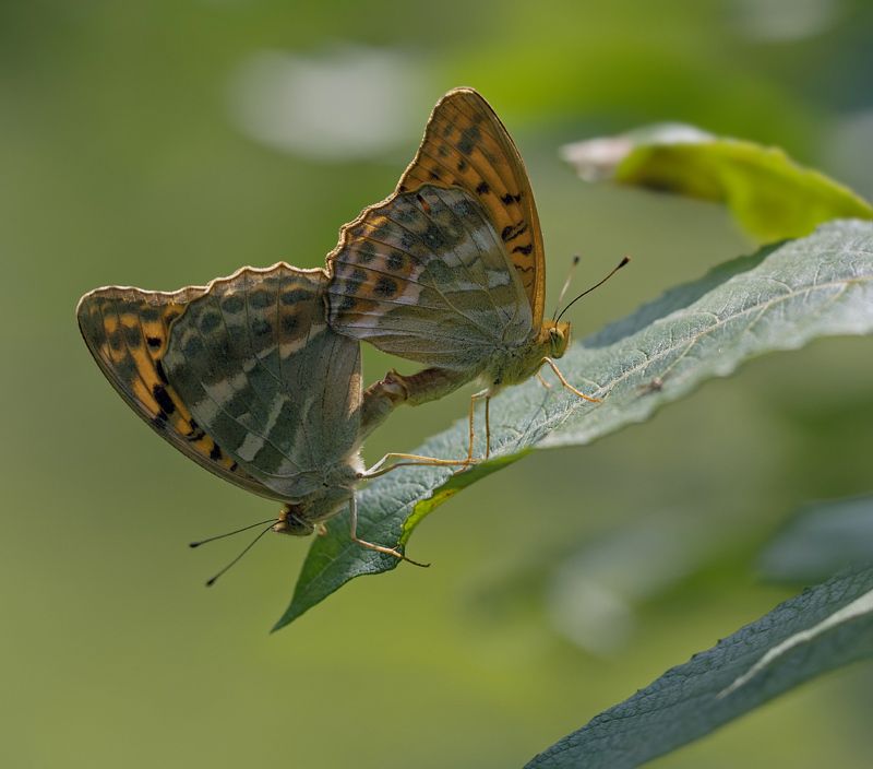 Бабочки,полдень,вечер,секс Love is all you needphoto preview