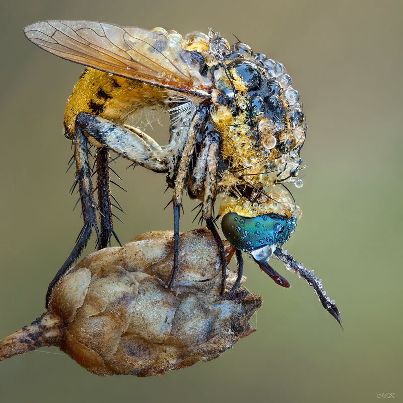 bombyliidae, bee fly, toxophora fasciculata Бабка Ёжкаphoto preview