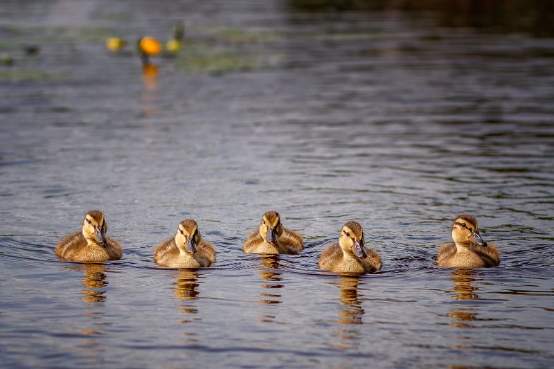 Утиная бандаphoto preview