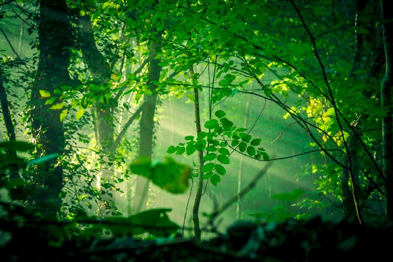 sony a6000 ...photo preview