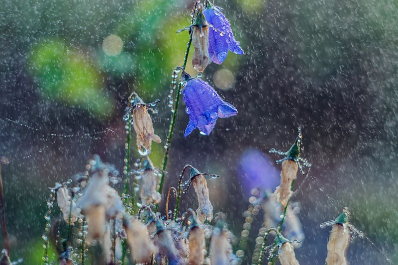 ямал, макро ,природа  ,салехард \