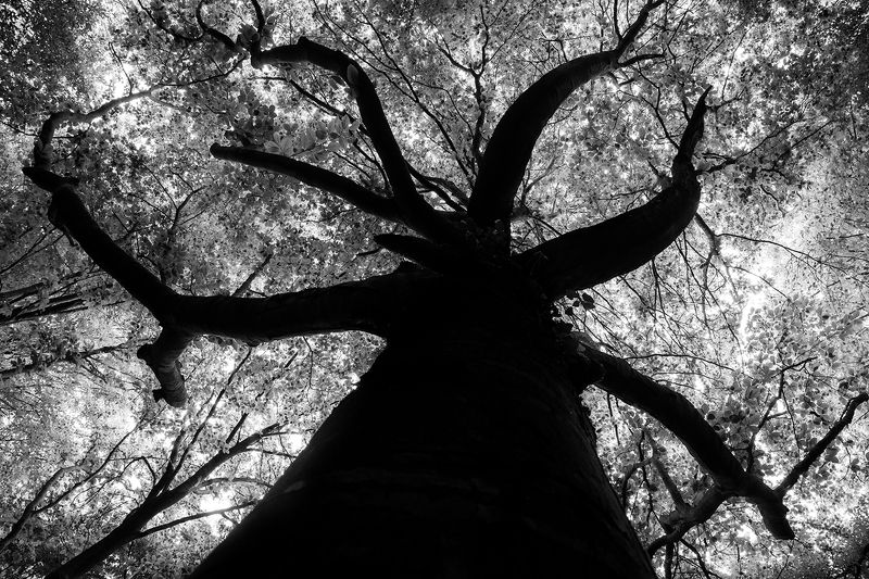 A Journey into the Woodsphoto preview