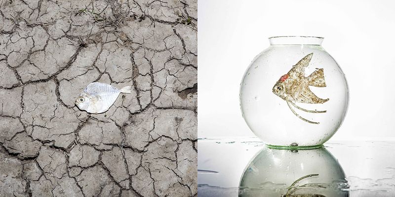 Gobindapaul,Gobinda_paul, Revenge of naturephoto preview