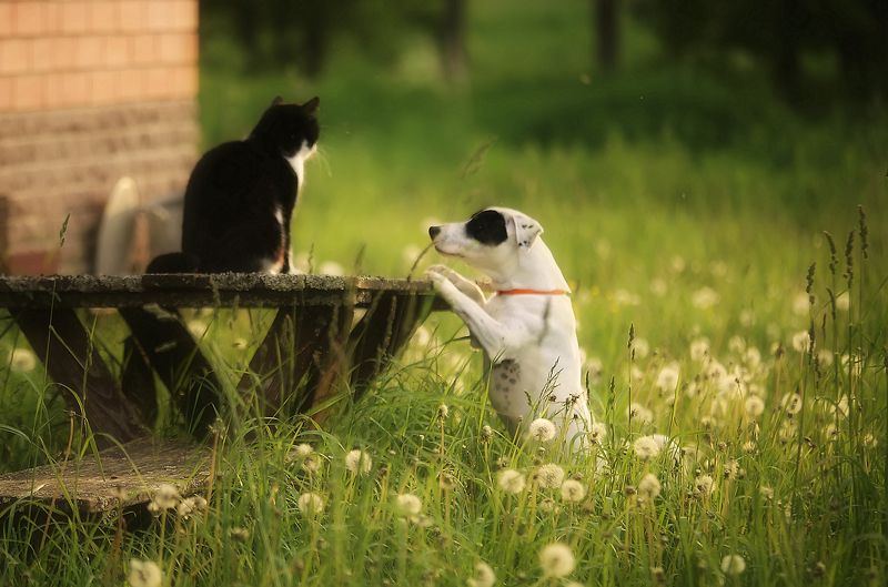 лето,деревня ..деревенские каникулы..photo preview