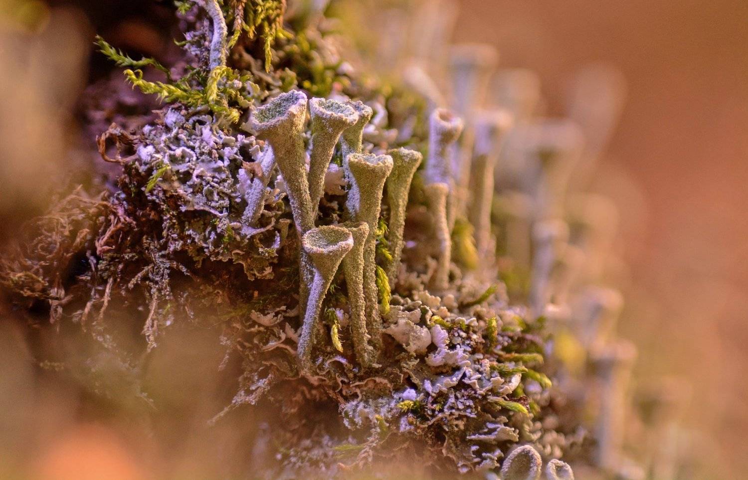 Лесные нимфы. Автор: Рустам Афлятунов макро, природа, россия, татарстан, лишайник, мох, Рустам Афлятунов