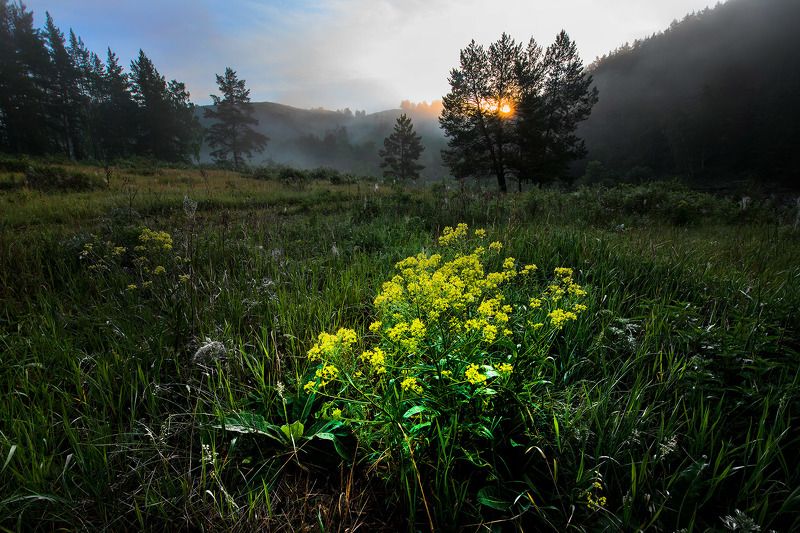 Цветыphoto preview