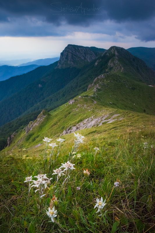 эдельвейс, горы, приключения, пейзаж, природа, дождь, дикие, цветы Эдельвейсphoto preview