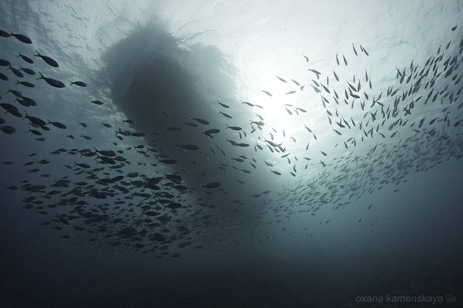 underwater schoolfish fish sun water boat, Оксана Каменская