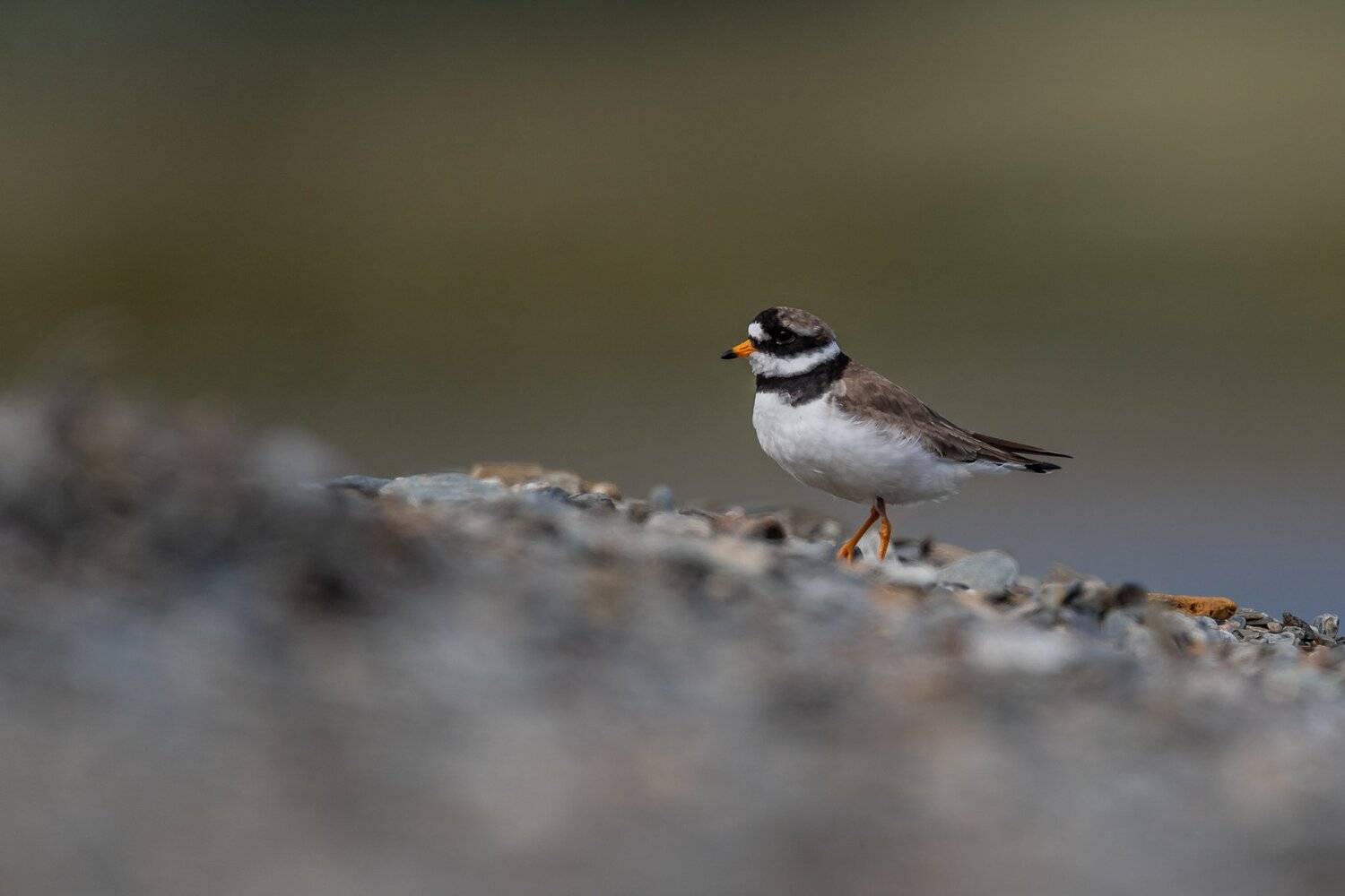 Common ringed plover. Автор: Arnfinn Malmedal Common ringed plover, bird, Arnfinn Malmedal