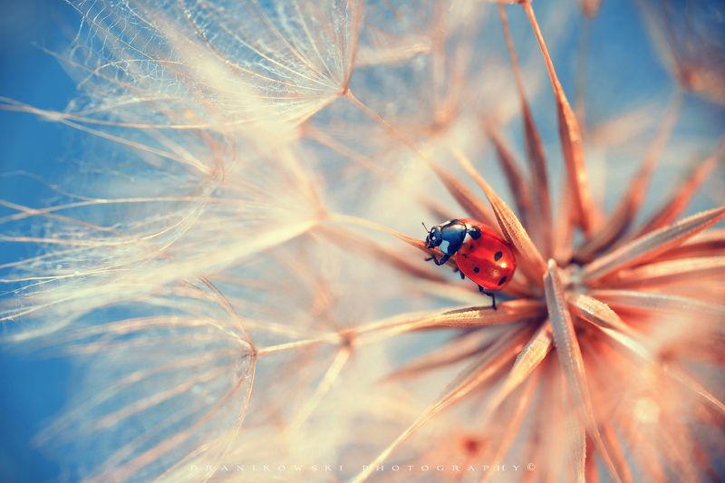 ladybird ladybug biedronka божья коровка macro dranikowski m42 божья коровкаphoto preview