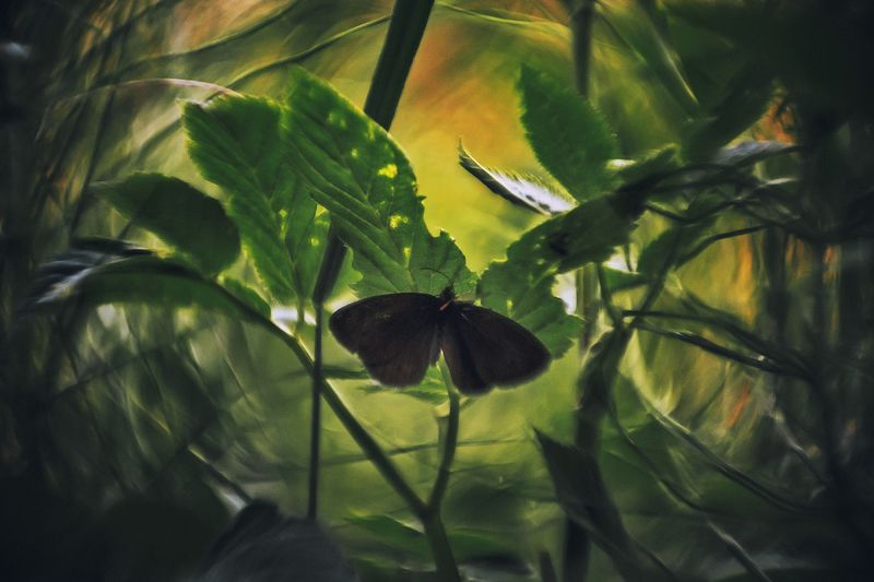 Пряткиphoto preview