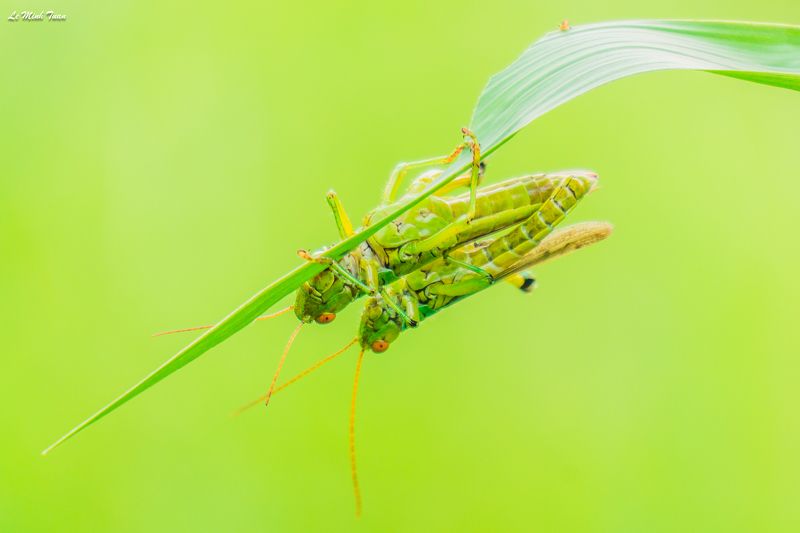 grasshoper Mating seasonphoto preview