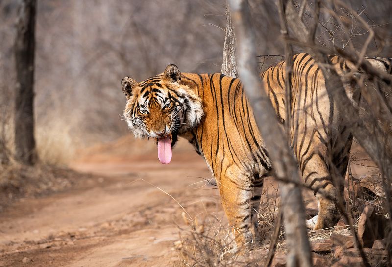 Серьезный мужчинаphoto preview