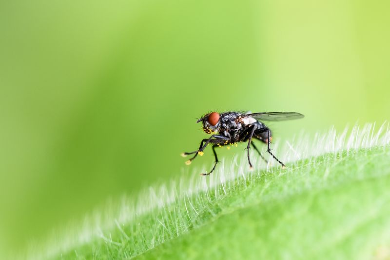 Мохнатая на мохнатомphoto preview