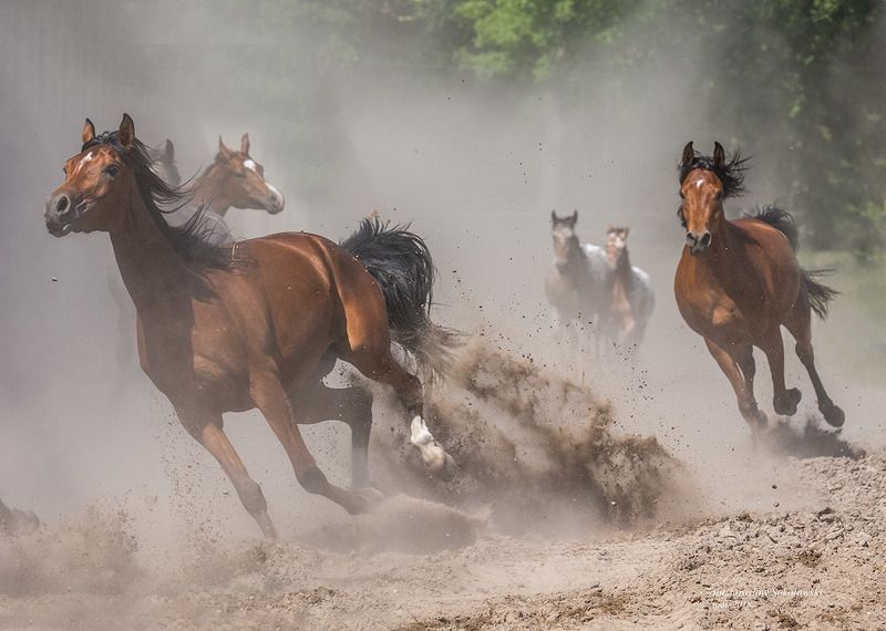 dosiąść wiatruphoto preview