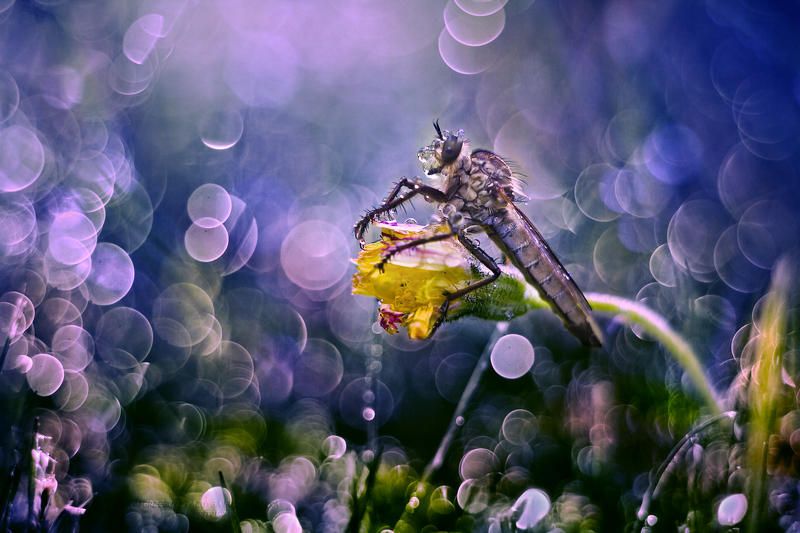 Machimusphoto preview