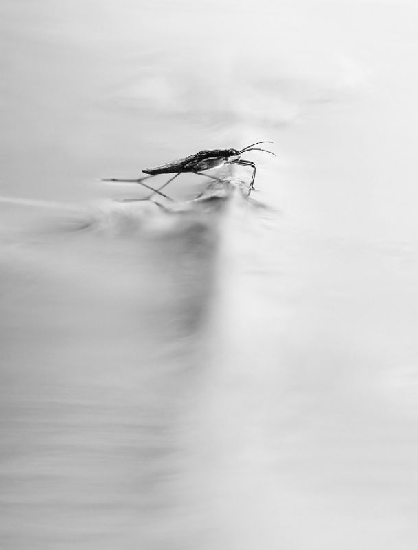 Подводное препятствиеphoto preview