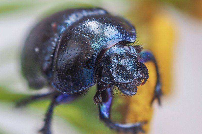 навозникphoto preview