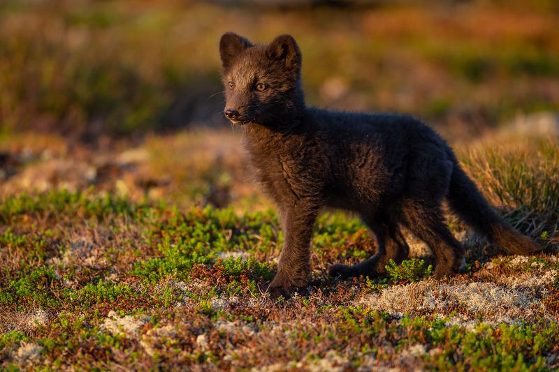 arctic fox, fox, animal In the morning lightphoto preview