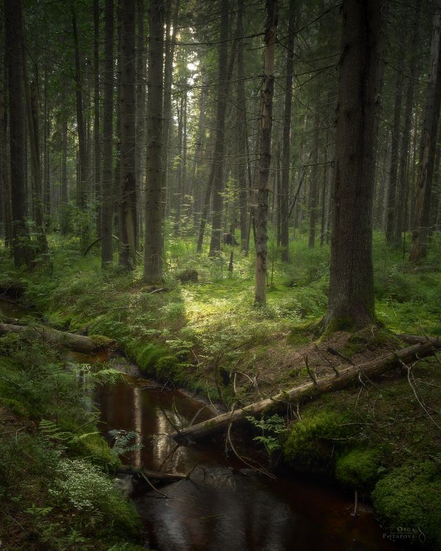 комарово, лес, ручей, ленинградская область, ельник, зелень, лето, свет Комаровский лесphoto preview