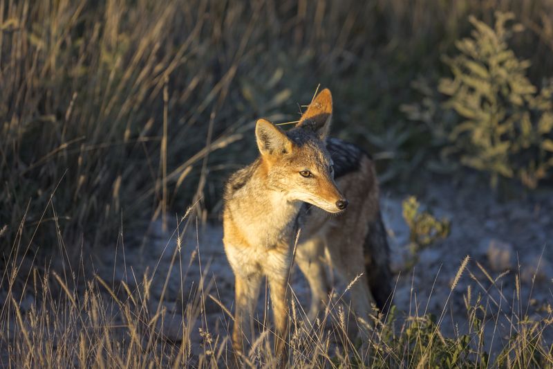 Намибия Этоша фото превью