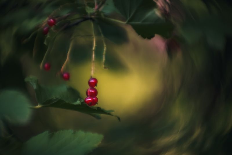 Последние photo preview